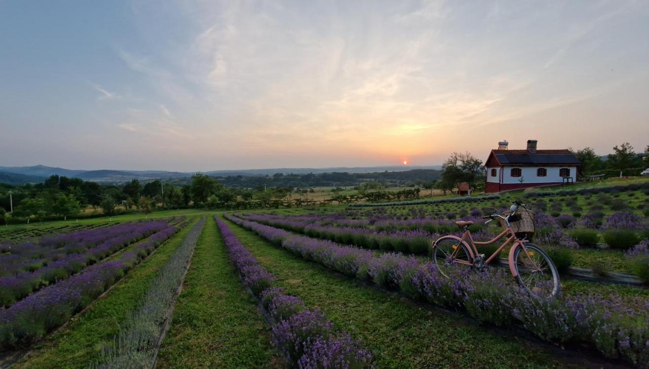 Lavanda Carasova Crasova Zewnętrze zdjęcie