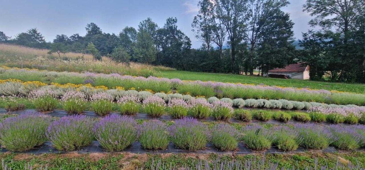 Lavanda Carasova Crasova Zewnętrze zdjęcie